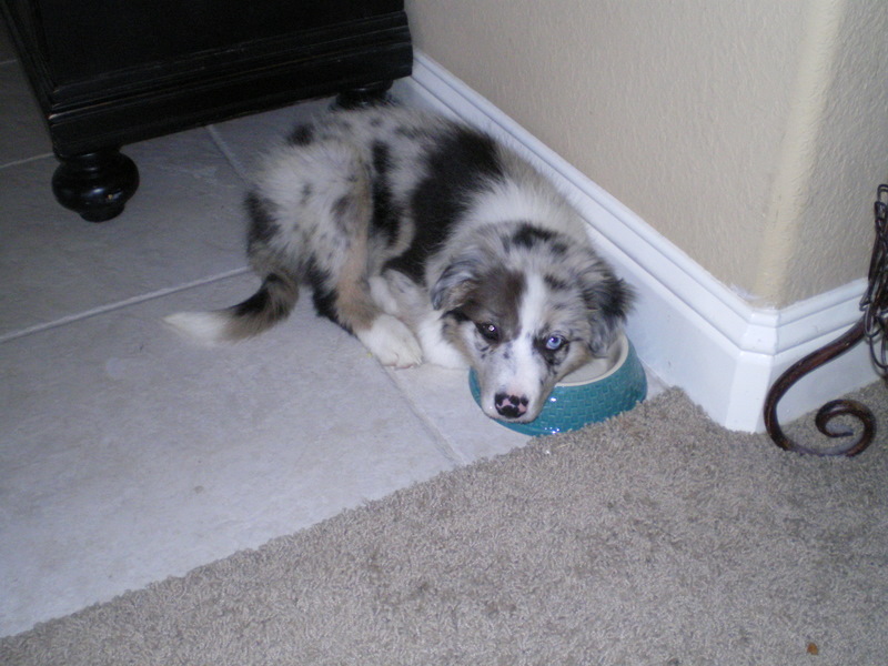 Scout loves his water dish